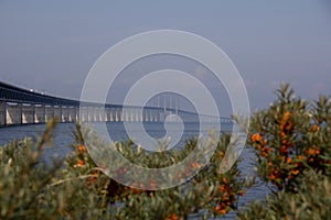 The Ã–resund bridge on a warm summer morning wiht some green and orange plants in the foreground