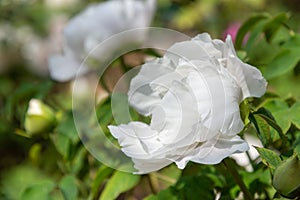 ä¸­å›½åŒ—äº¬å…¬å›­ç‰¡ä¸¹ Peony in Beijing Park, China