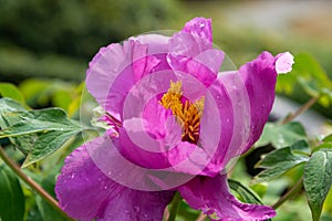 ä¸­å›½åŒ—äº¬å…¬å›­ç‰¡ä¸¹ Peony in Beijing Park, China