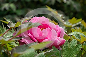 ä¸­å›½åŒ—äº¬å…¬å›­ç‰¡ä¸¹ Peony in Beijing Park, China