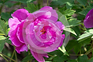 ä¸­å›½åŒ—äº¬æ™¯å±±ç‰¡ä¸¹ Jingshan peony in Beijing, China