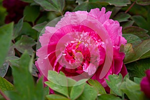 ä¸­å›½å›½è‰²å¤©é¦™ç‰¡ä¸¹ China\'s National Beauty and Natural Fragrance Peony