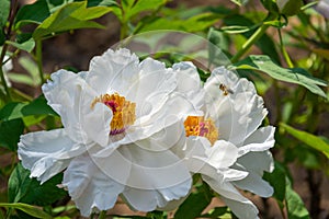 ä¸­å›½ç‰¡ä¸¹ Chinese Peony