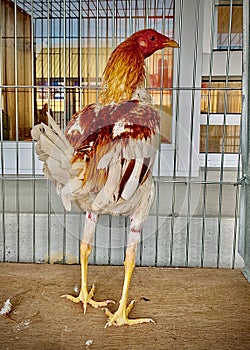 Índio Gigante, Indian Giant, domestic chicken , gallus gallus domesticus