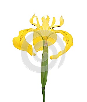 Ãris pseudÃ¡corus, blooming water iris isolated on white background