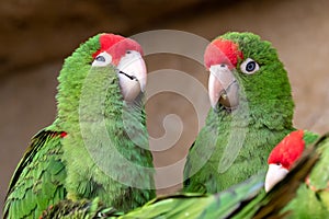 Ã¯Â»Â¿Group of parrots  Psittacara frontatus. Green parrots photo