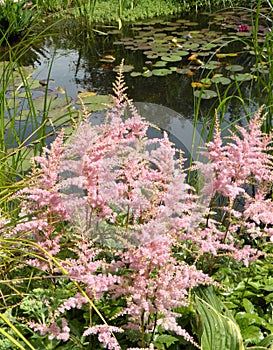 ï¿½.ï¿½.|. .ï¿½.Pink Astilbe plant in pondside setting