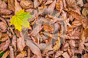 Ð’ackground of autumn leaves