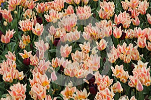 Ð’ackground flowers.Tulips are light and dark. Light pink and burgundy tulips. Flowering carpet of colorful tulips. Royal Flower P