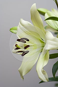 Ðœadonna lily flower