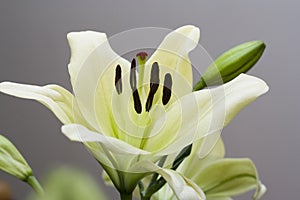 Ðœadonna lily flower