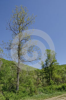 Ðœagnetic landscape of springtime nature with green mix forest and tree with developed new leaves in the Lozen mountain