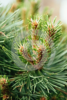 Ðœany cones hanging on fir