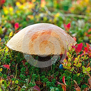 Ð’irch bolete Leccinum scabrum, edible mushroom on the tundra in the fall. Kola Peninsula, Russia