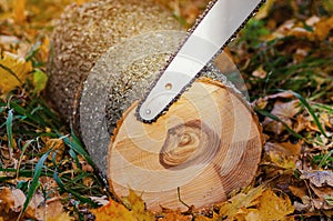 Ð•lectric chain saw blade near a log cut on the ground