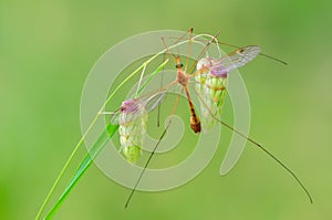 Ðœosquito(Tipula)sitting on a green blade of a grass