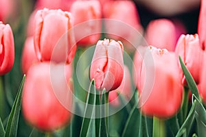 Ðžpened buds of red tulips with green leaves in a greenhouse for cards and desktop photos