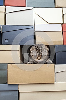 Ð¡ute cat Scottish Fold climbed into a pile of folded shoe boxes and stared down. Ð¡opy space