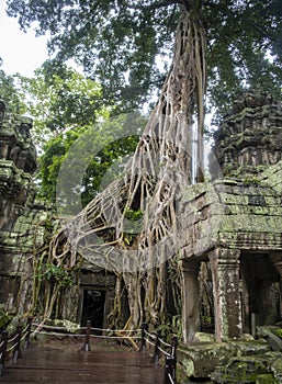 Ð¢Ð° Prohm is the largest temple, it rains in the rainy season.  Restorers spared banyan trees with their aerial roots. The