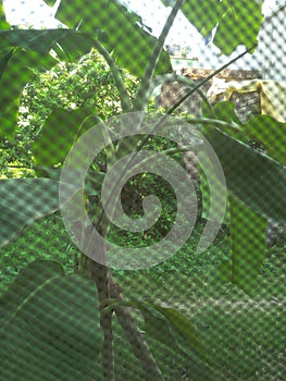 ðŸŒ² greenhouse leaf close up animal themes Plant Green colour banana tree banana leaf fence