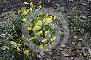 Winter yellow flowers