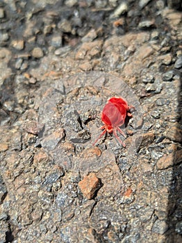 “The Velvety Red Mite: Trombidium Holosericeum”.(Selective focus)