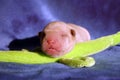 1 day old sharpei sleeping Royalty Free Stock Photo