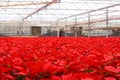 10,000 Red Poinsettia Flowers