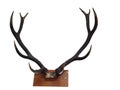 10 Point Mounted Stag Horns