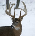 10 Point Whitetail Buck Deer Royalty Free Stock Photo