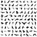 100 birds