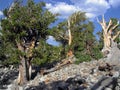 1000 or more year old bristle cone pine Royalty Free Stock Photo