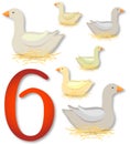 12 Days of Christmas: 6 Geese a Laying Royalty Free Stock Photo