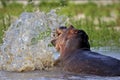 13 Hippo splashin with head Royalty Free Stock Photo