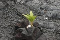 164 Coconut growing in lava rock