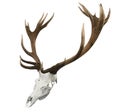 17 Point Mounted Sika Stag Horns