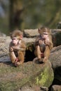 2 baby baboons