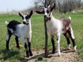 2 baby goats or kids Royalty Free Stock Photo