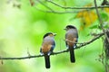 2 bird Broadbill (Silver-breasted) Royalty Free Stock Photo