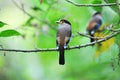 2 Broadbill bird (Silver breasted) Royalty Free Stock Photo