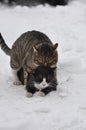 2 cats in the snow