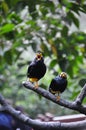 2 Celebes Magpies singing on the tree Royalty Free Stock Photo