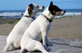 2 Doggs sniffing the sea air Royalty Free Stock Photo