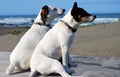 2 Doggs sniffing the sea air