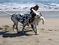 2 dogs playing Royalty Free Stock Photo