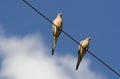 2 Doves on Line Royalty Free Stock Photo
