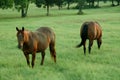 2 horses in a pasture
