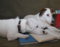 2 Jack Russell Reading Buddies Royalty Free Stock Photo
