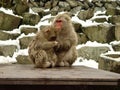 2 Japanese macaques Royalty Free Stock Photo