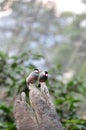 2 Java Sparrow in the tree